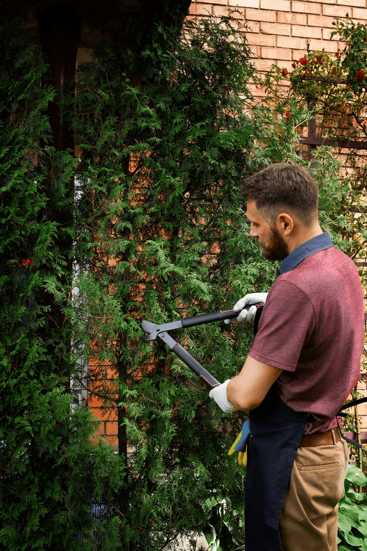 Pruning and maintenance